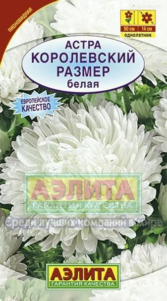 Астра Королевский размер белая