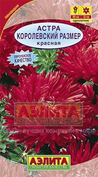 Астра Королевский размер красная