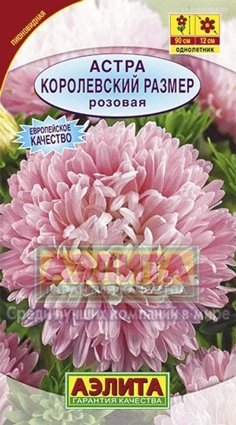 Астра Королевский размер розовая