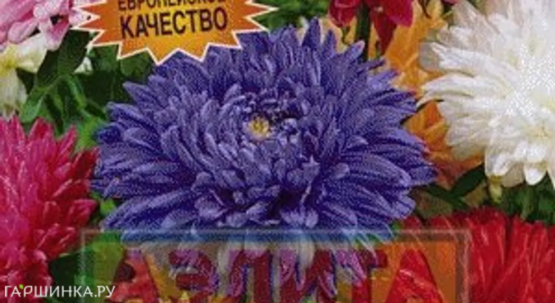 Астра Королевский размер, смесь