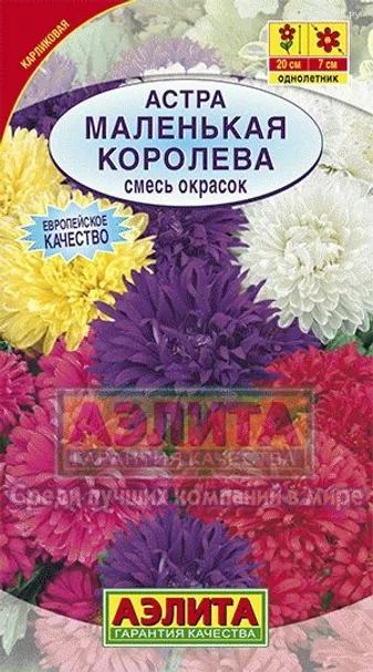 Астра Маленькая королева, смесь окрасок
