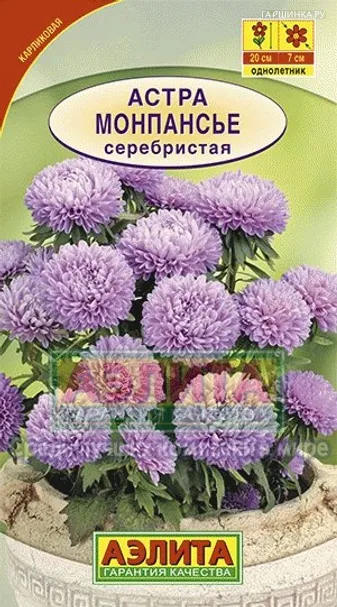Астра Монпансье серебристая