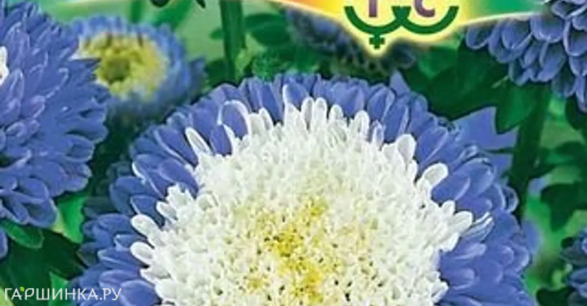 Астра Пампушка голубика со сливками (Гавриш), 0,3 г