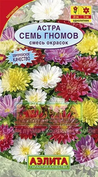 Астра Семь гномов, смесь окрасок