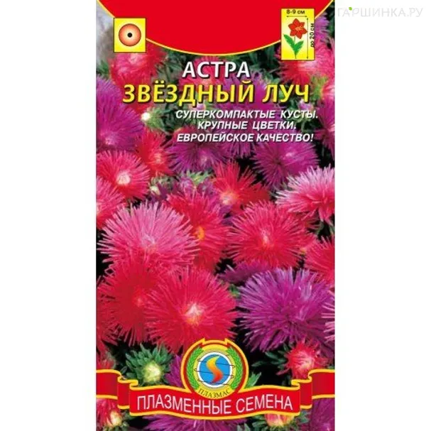 Астра Звёздный луч