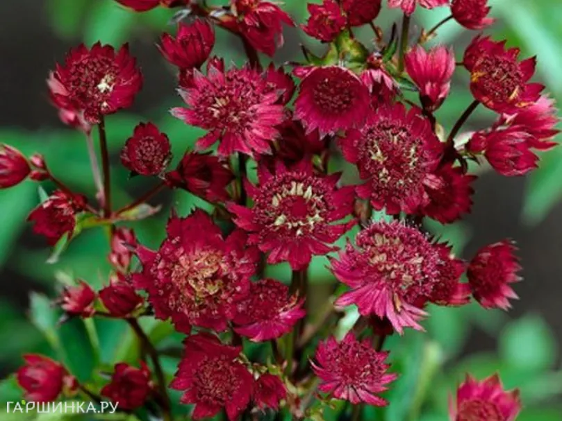 Астранция Руби Веддинг