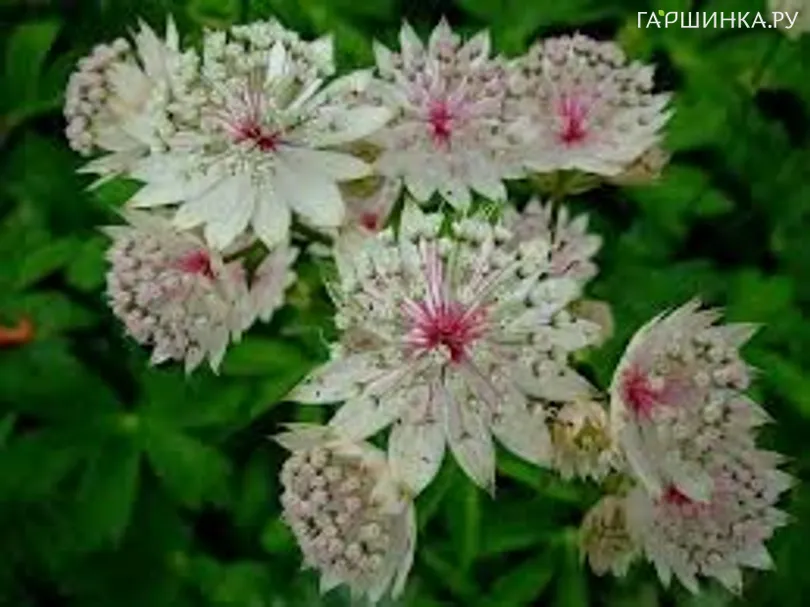 Астранция Вайт