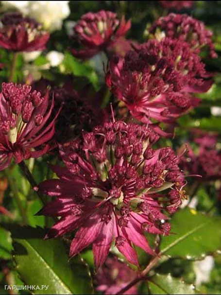Астранция крупная