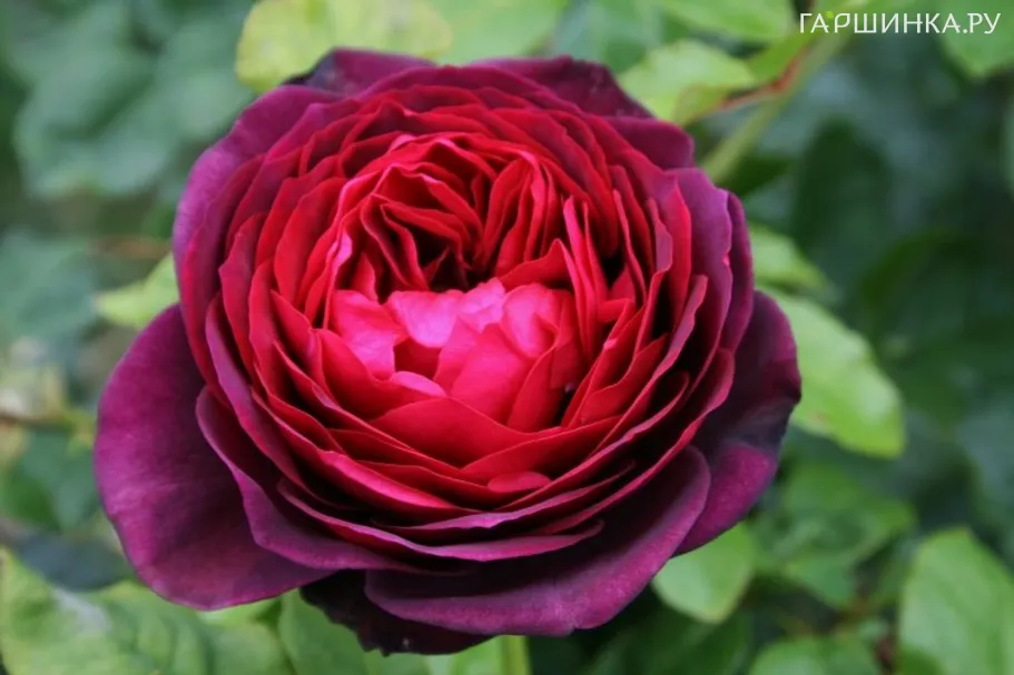 Роза Морелло кустарниковая, Imperial Rose