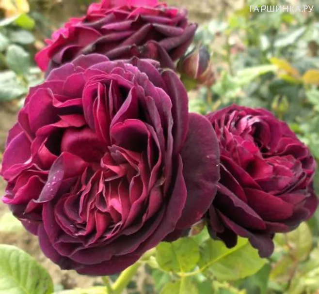 Роза Харденберг кустарниковая Imperial Rose