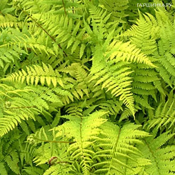 Кочедыжник (Папоротник) Light Green