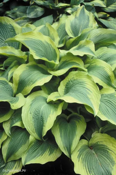 Хоста Атлантис (L)