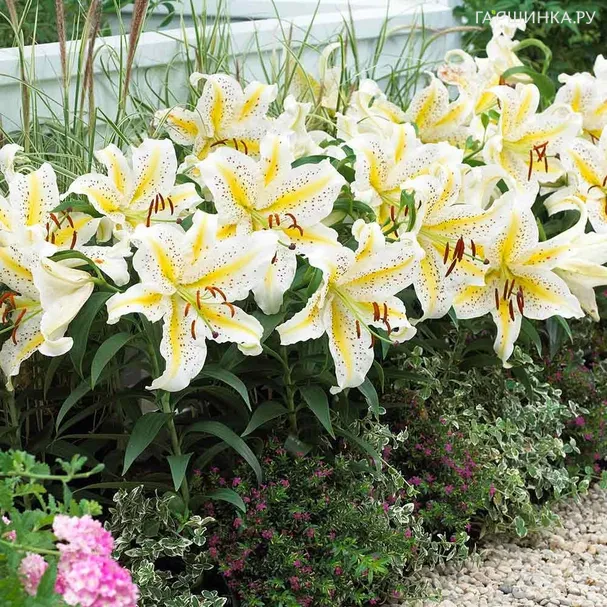 Лилия Ауратум Голд Бенд  восточная белая
