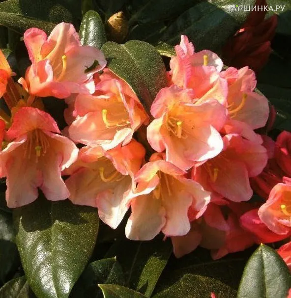 Рододендрон гибридный Ауреолин