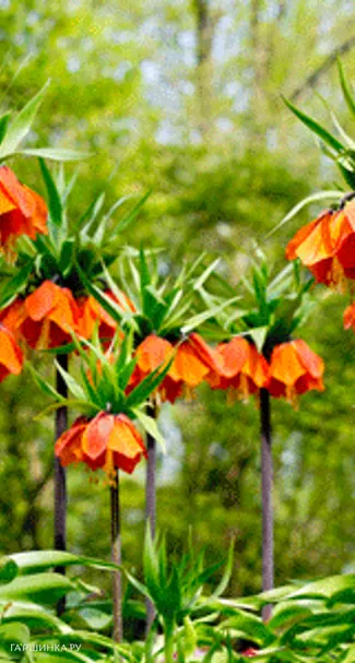 Рябчик Аврора императорский