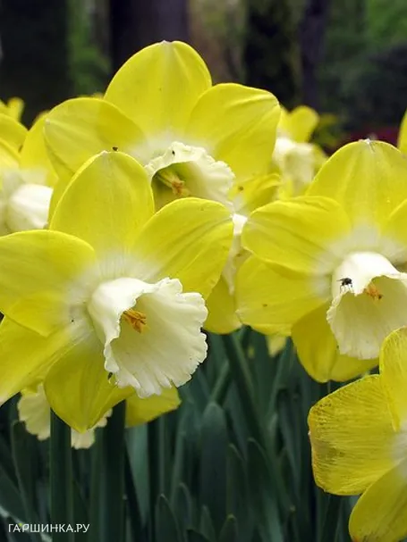 Нарцисс Авалон крупнокорончатый 5шт.