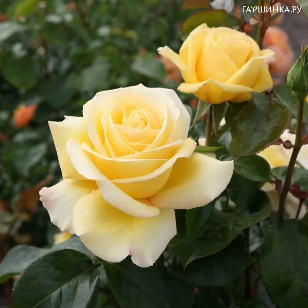 Роза Авек Амор чайно-гибридная Imperial Rose