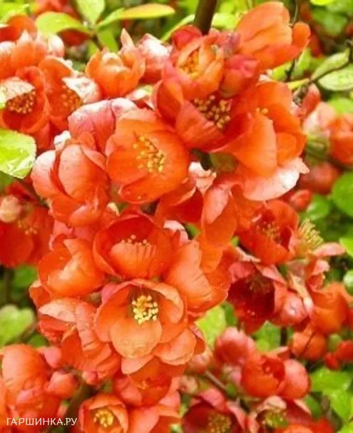 Айва Оранж Трейл