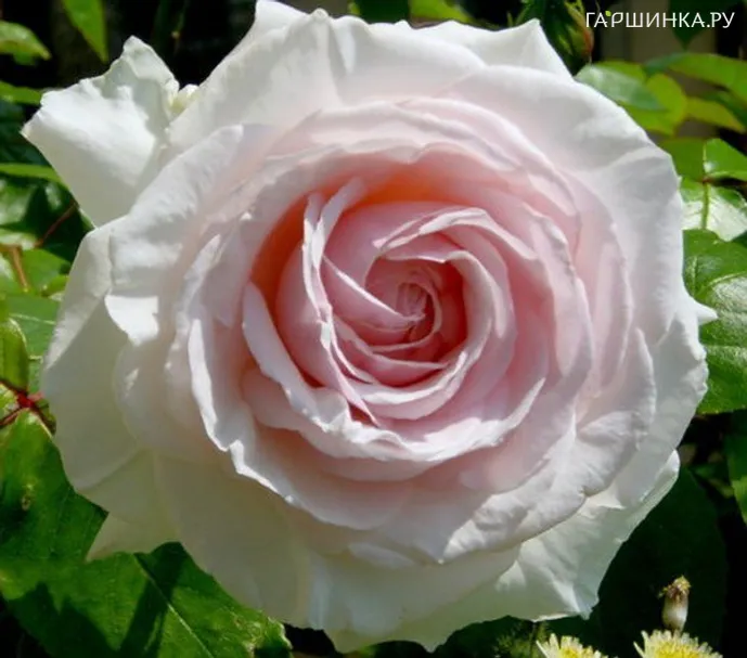 Роза Шванензее плетистая, Топалович (лиц)