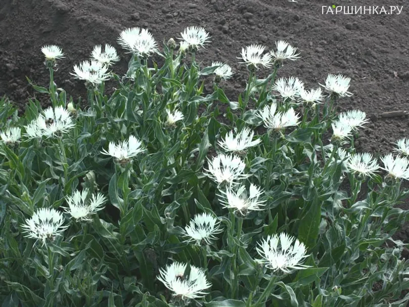 Василек Centaurea Montana Alba белый  NEW!