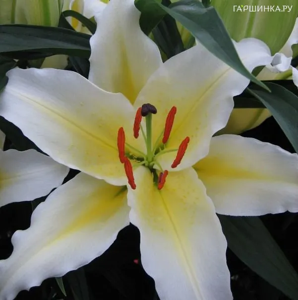 Лилия Баферрари восточная белая