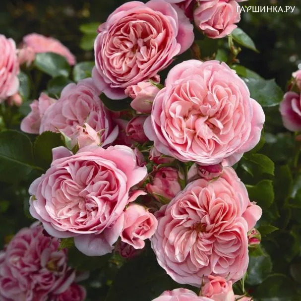 Роза Доч Велле флорибунда Imperial Rose