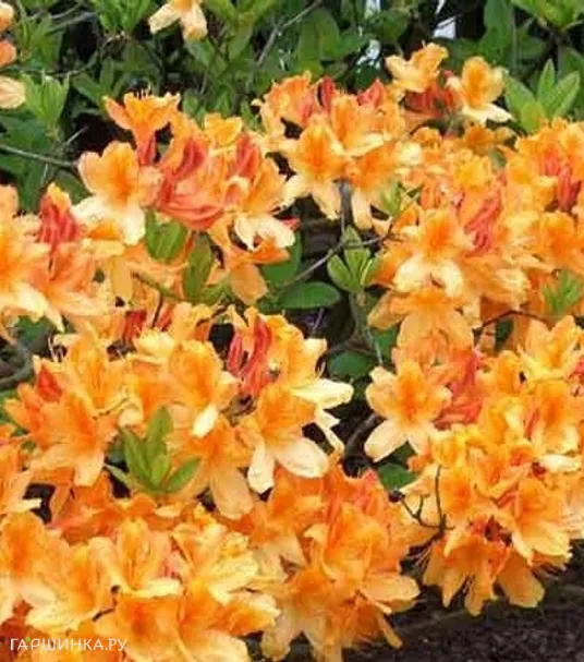 Рододендрон гибридный Балалайка