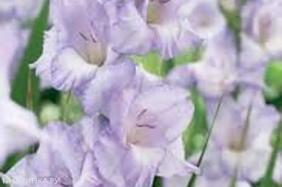 Гладиолус Баллино 5шт.