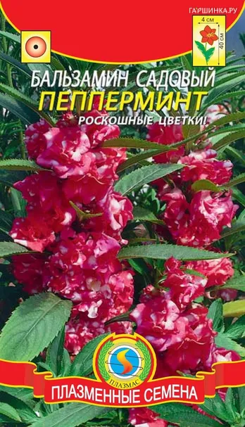 Бальзамин Пепперминт