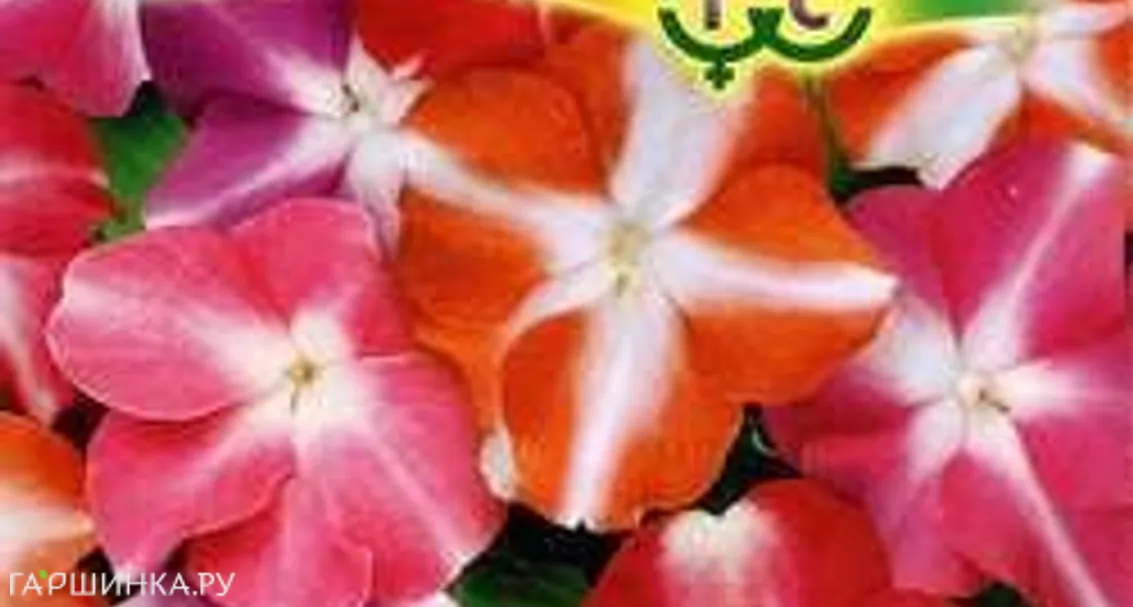 Бальзамин Созвездия Уоллера F1 *, смесь 5 шт.