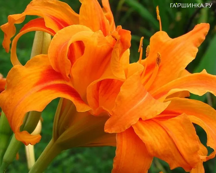 Лилейник Бандолеро