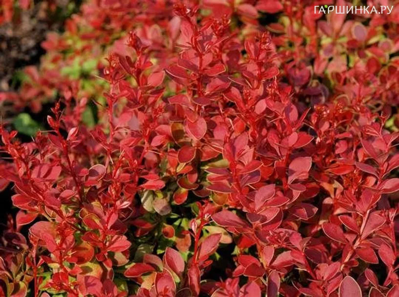 Барбарис Тунберга Корал