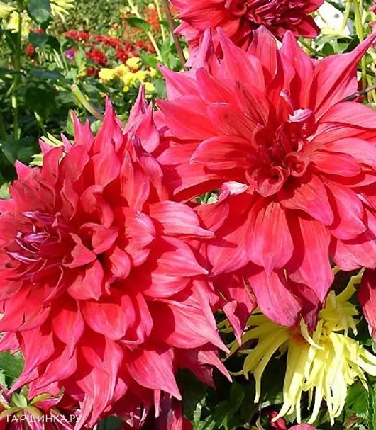 Георгина Барбаросса декоративная