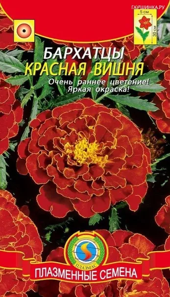 Бархатцы Красная вишня