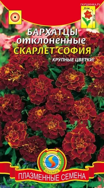 Бархатцы отклоненные Скарлет София