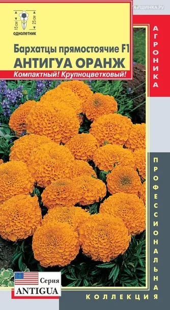 Бархатцы пр. F1 (серия Antigua) Антигуа Оранж