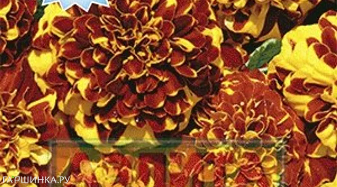 Бархатцы Веселый клоун махровый ц/п