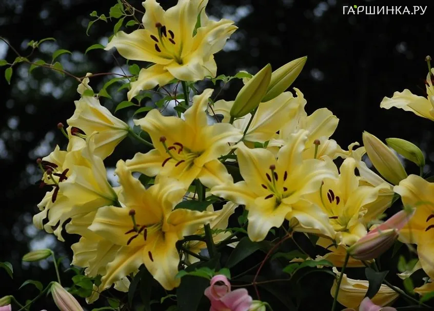 Лилия Барута ОТ-гибрид