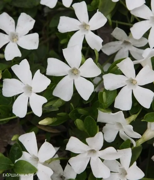 Барвинок малый Альба