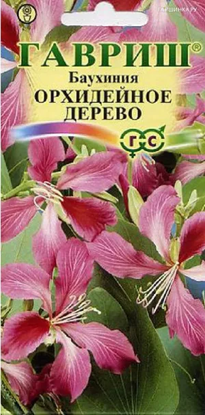 Баухиния Орхидейное дерево 3 шт.