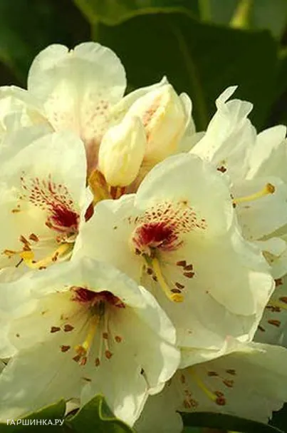 Рододендрон гибридный Беллини