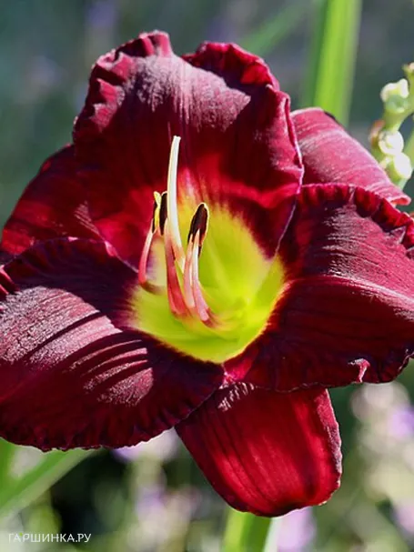 Лилейник Бела Лугоси