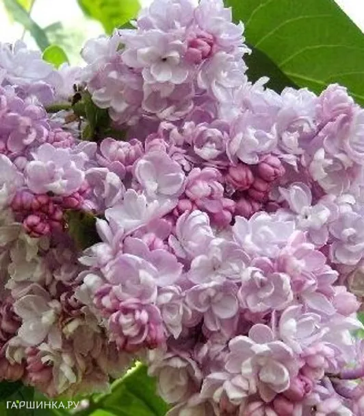 Сирень Бель де Нанси махровая