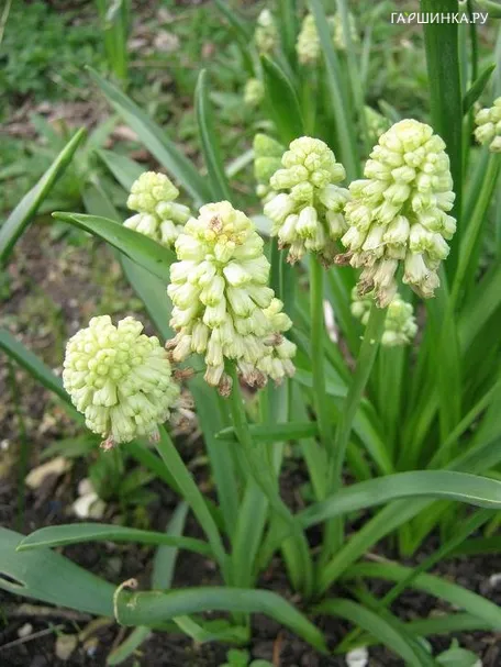 Мускари Bellevalia Green Pearl 8шт