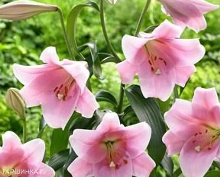 Лилия Белсонг лонгифлорум/ 2 шт