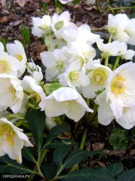 Морозник White Beauty