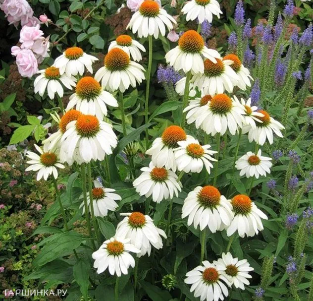 Эхинацея пурпурная Белый лебедь