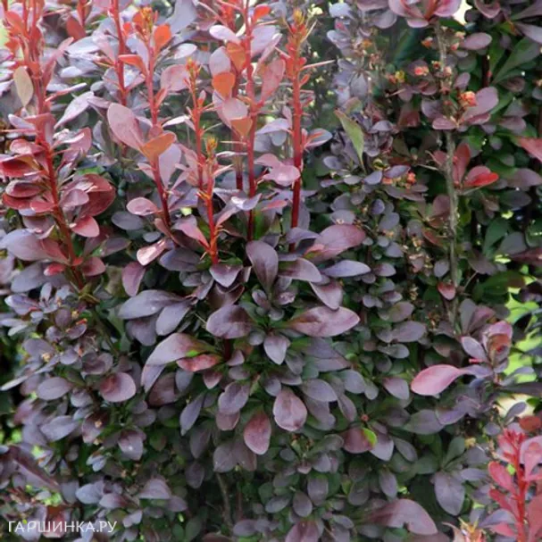 Барбарис Тунберга Хелмонд Пиллар