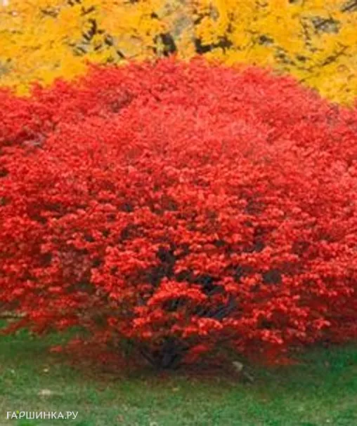 Бересклет крылатый Компактус