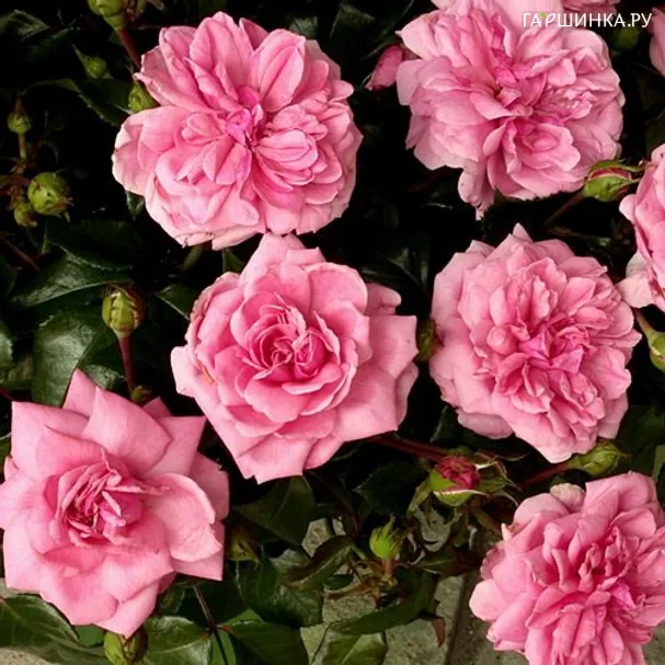 Роза Берлебург флорибунда, Империал Роуз Imperial Rose